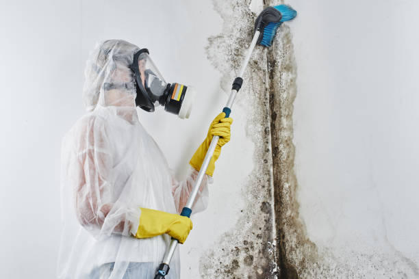 Reliable Arnold Line, MS Mold Removal Services Solutions