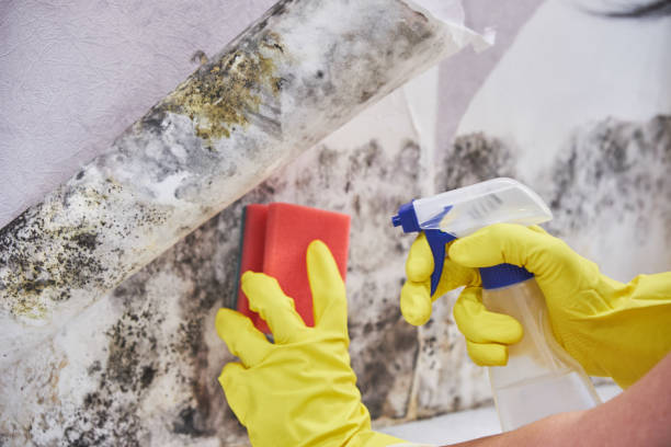 Environmental Consulting for Mold Prevention in Arnold Line, MS